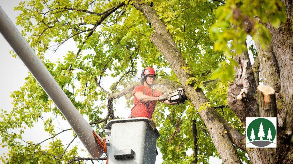 tree contractor in a bucket trimming a tree in bossier city